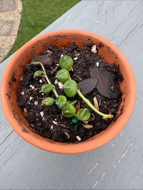 Live string of pearls starter plant